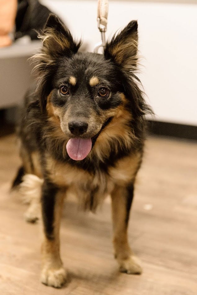 Margie   SPECIAL NEEDS - Shetland Sheepdog Sheltie