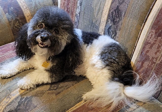 Charlie in WA - Havanese