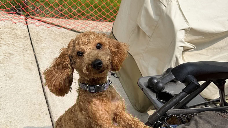 Teddy - Poodle (Miniature)