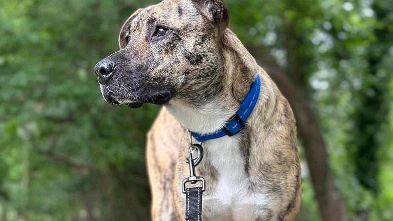 Marlo (Foster needed!) - Mountain Cur