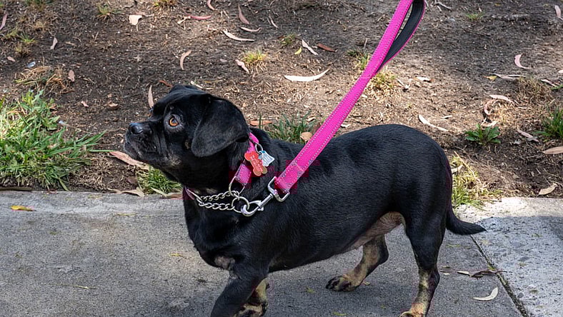 Chloe - Adopt Me! - Pug