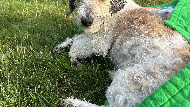 Parker - Poodle (Miniature)