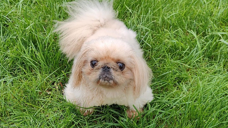 Dumpling - Pekingese