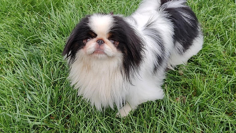 Toshiro - Japanese Chin