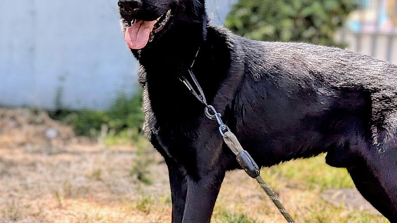 Dorito - German Shepherd Dog