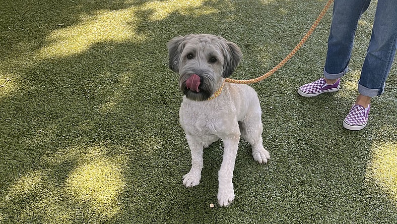 Bailey - Wheaten Terrier