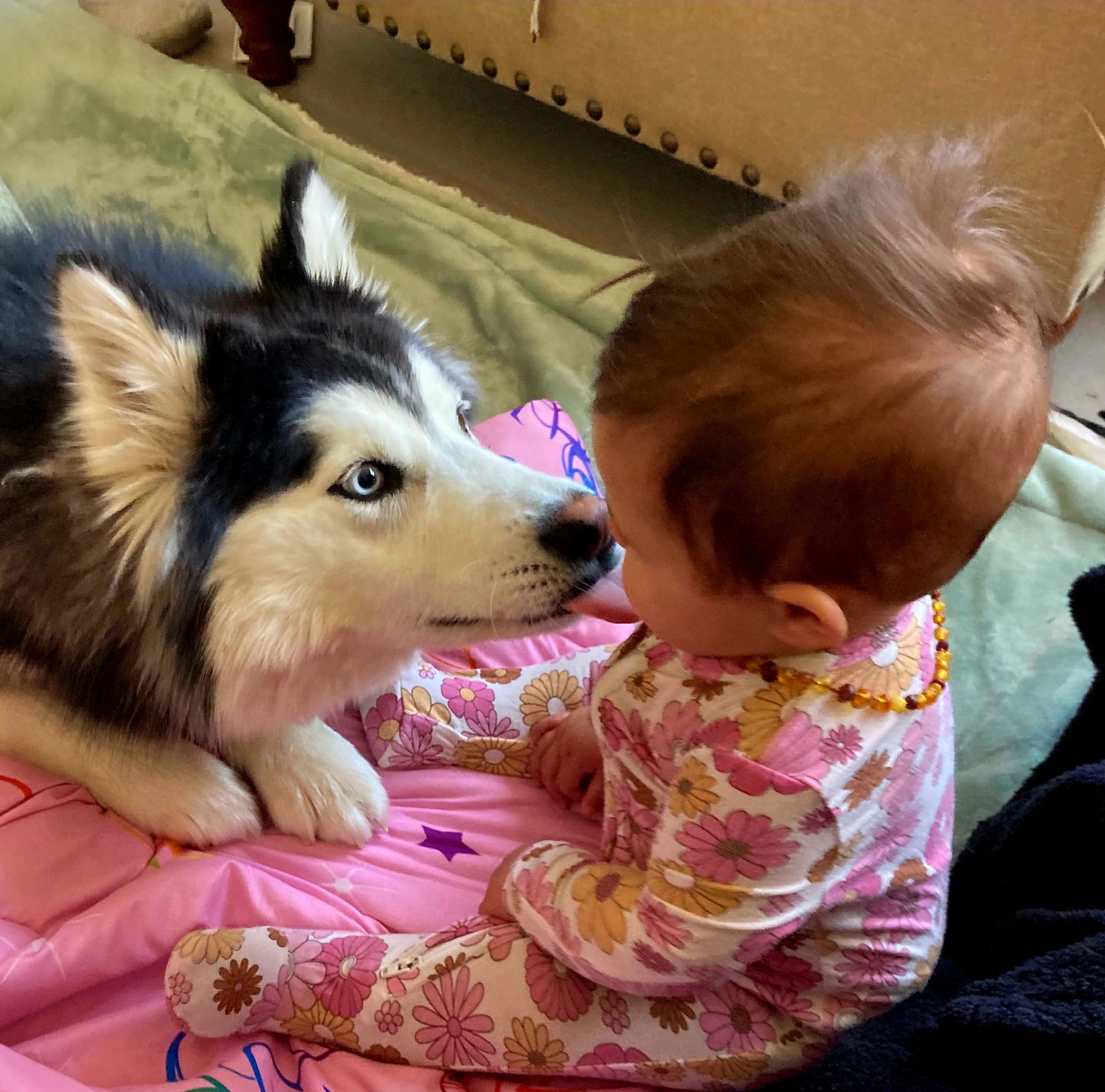 ZEVYA LUVS KIDS - Husky