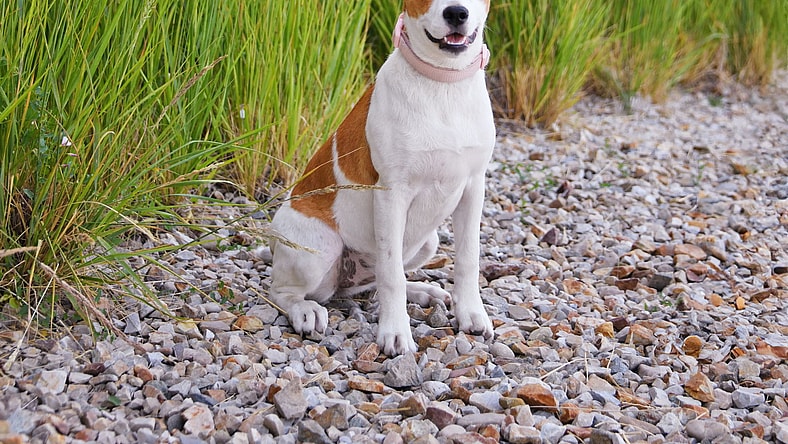 Seaglass - Australian Shepherd