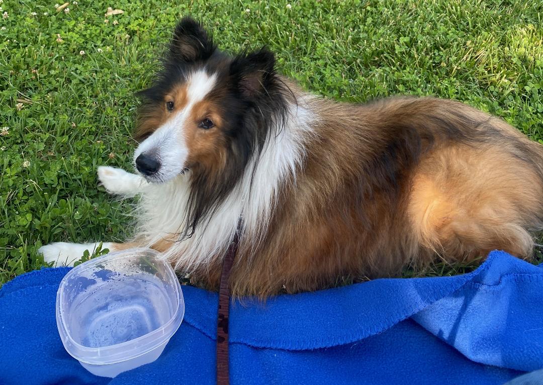 Max - Shetland Sheepdog Sheltie