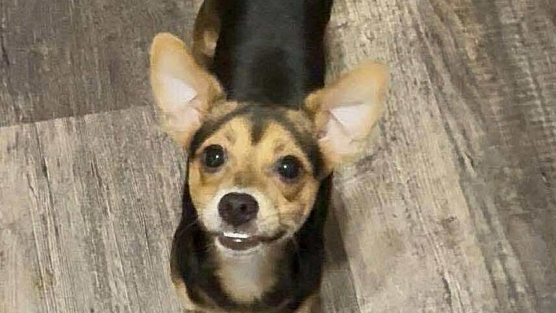 Dakota - Miniature Pinscher