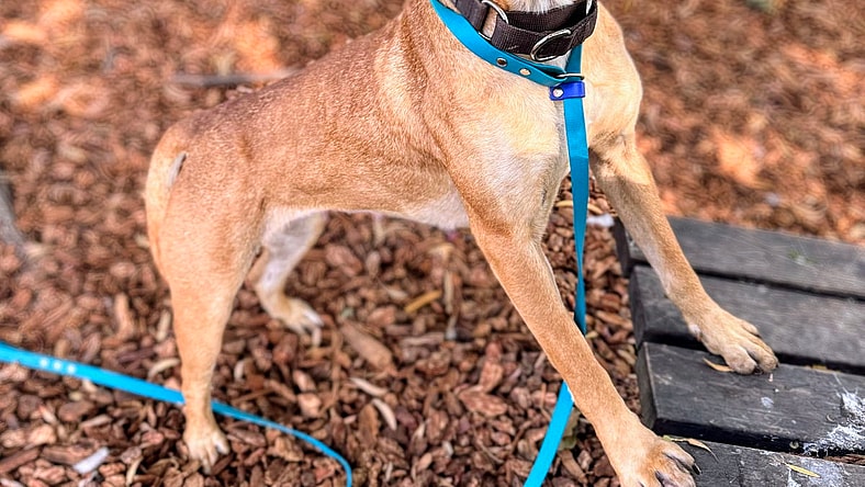 Daydream - Chinese Shar-Pei