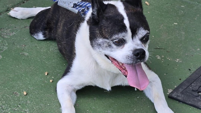 Rascal: Not at shelter (Kendra) - Boston Terrier