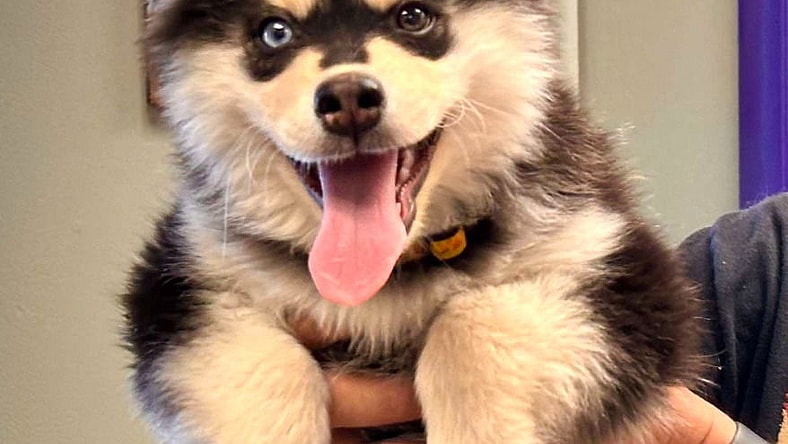 Romeo (Ziggy 2) - Pomeranian