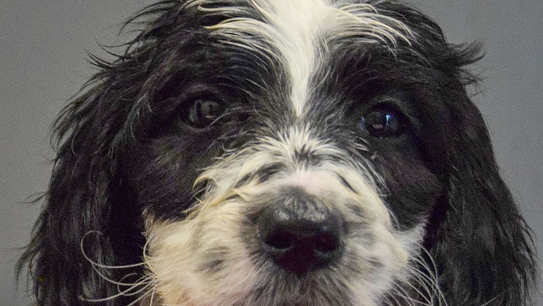 Harmony - Poodle (unknown type)