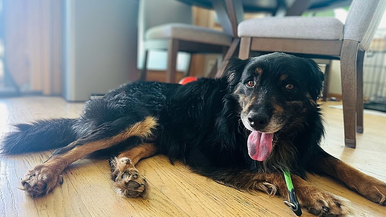 RIV 4 - Serrano - Shepherd