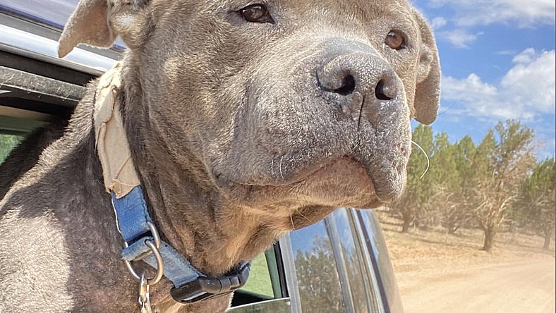 Fender - American Pit Bull Terrier