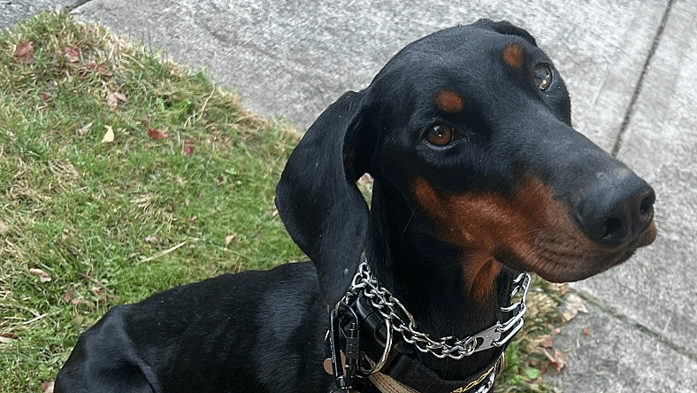 Peach - Doberman Pinscher