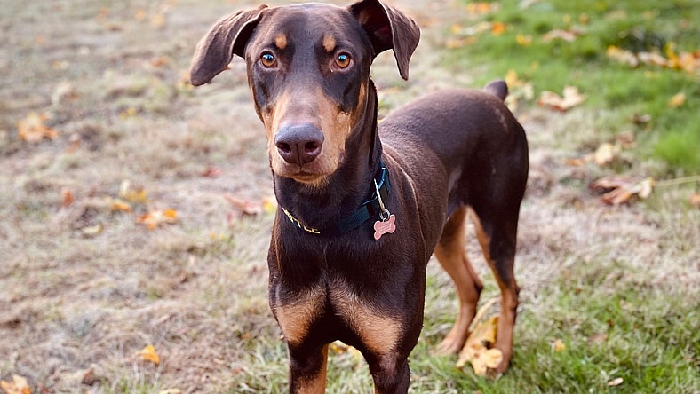 Copper - Doberman Pinscher