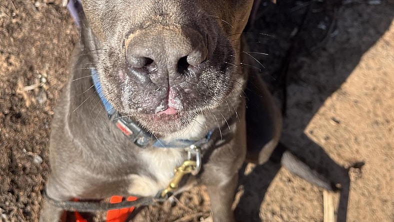 Hope - American Pit Bull Terrier