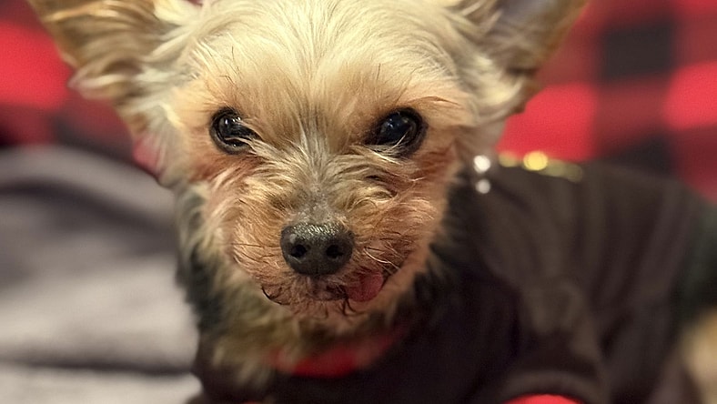 Josh - Yorkshire Terrier Yorkie