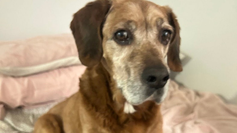 Blake - Golden Retriever