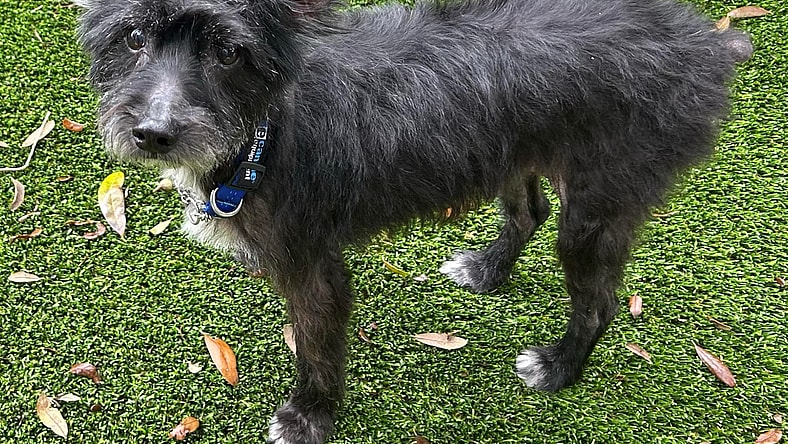 Roxanne - Miniature Schnauzer