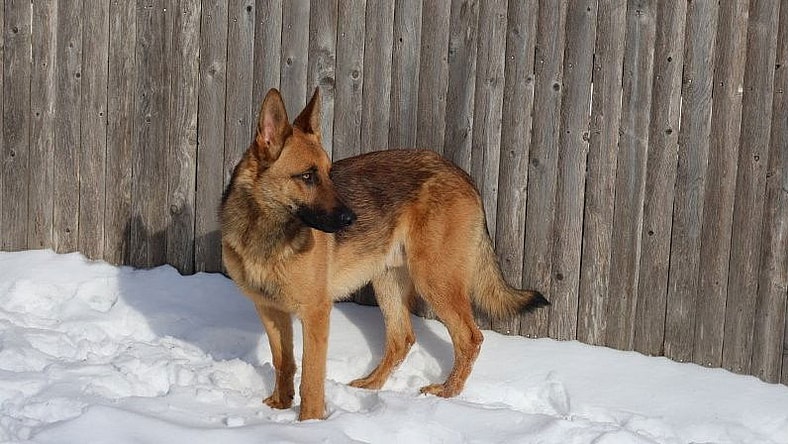 KODA - $350 - German Shepherd Dog