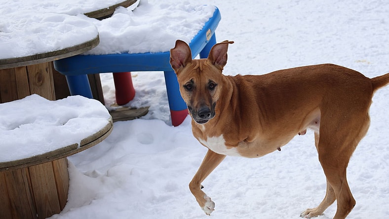 GEYRAN - Front Leg Amputee - $350 - German Shepherd Dog