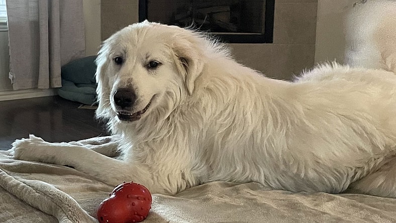 Bodie - Great Pyrenees