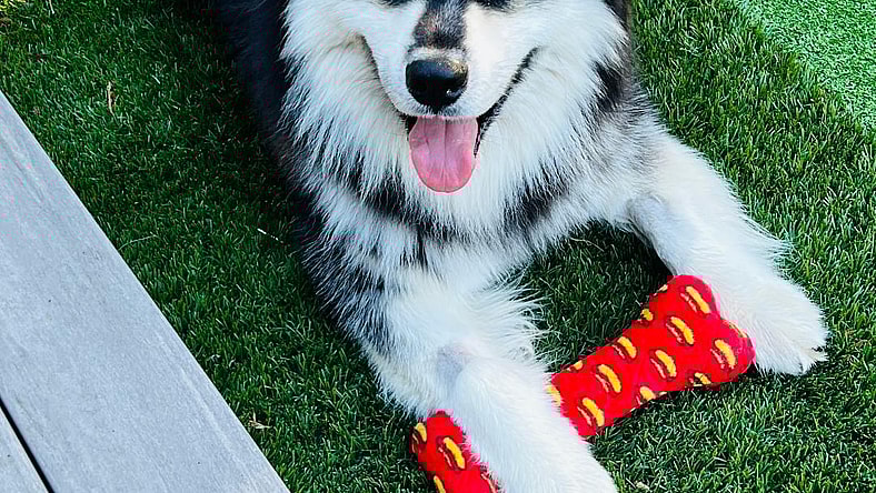 Oso - Siberian Husky