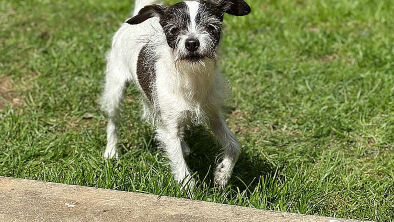 Leo a (Chihuahua-fox Terrier) Male - Chihuahua