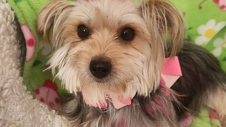 Cami - Yorkshire Terrier Yorkie