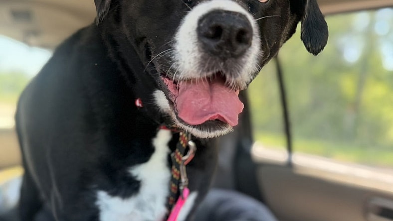 Ladybug Lonestar - Boxer