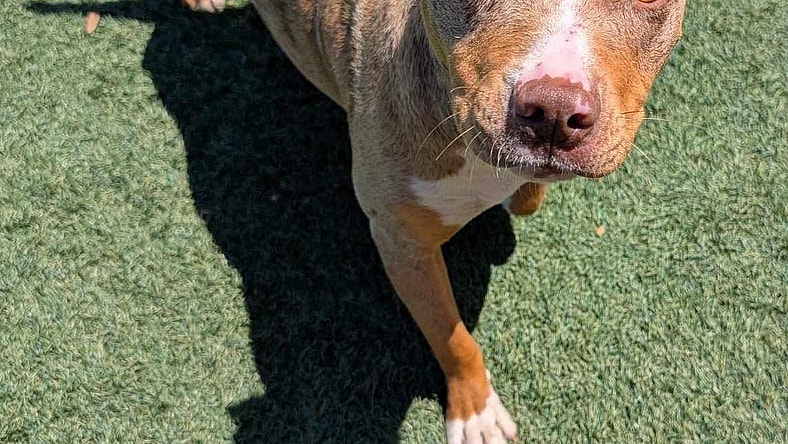 Rosie - In Foster - Pit Bull Terrier