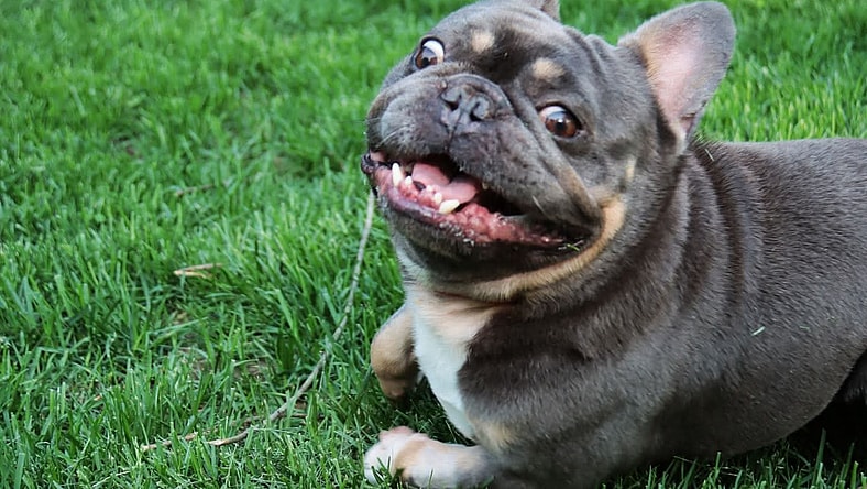 Lucky - French Bulldog