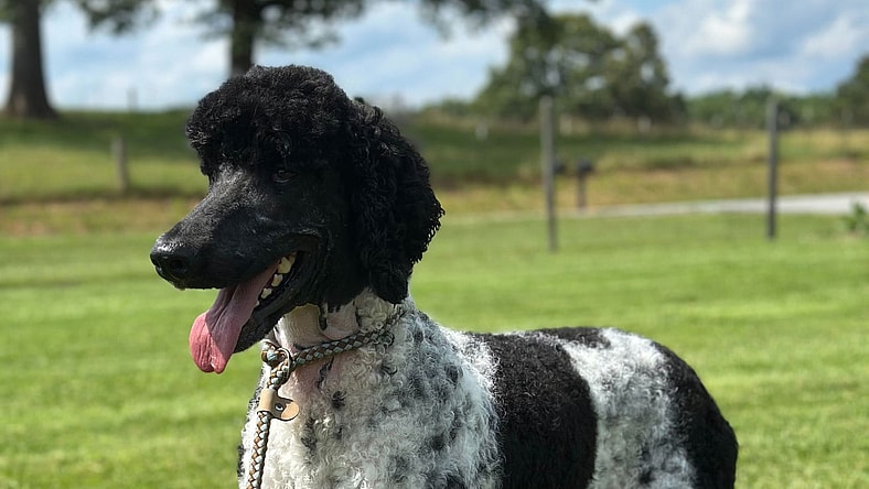 Sister Jun 25 - Poodle (Standard)