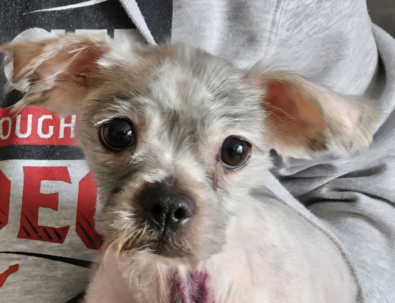 Hazel D6083 - ADOPTION BEING FINALIZED - Shih Tzu