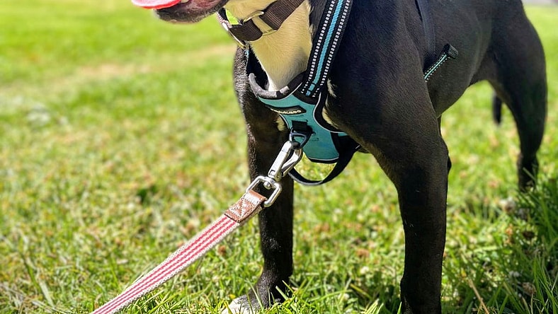 Dylan - Pit Bull Terrier