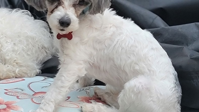 Bixby-The Most Playful Pup On The Planet - Poodle (Toy)