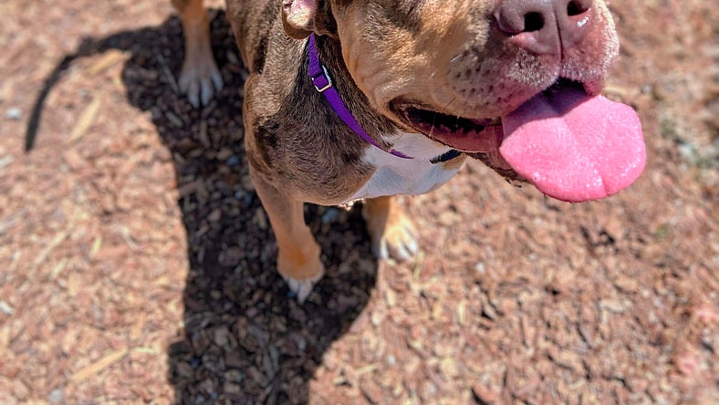 Ferrero Rocher - Pit Bull Terrier