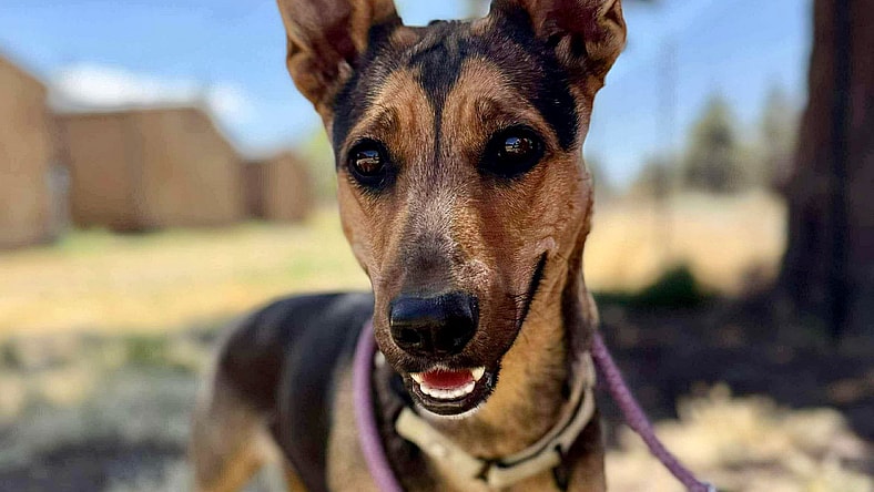 Halli - Australian Kelpie