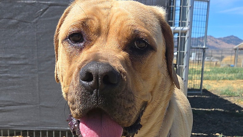 Stella - English Mastiff