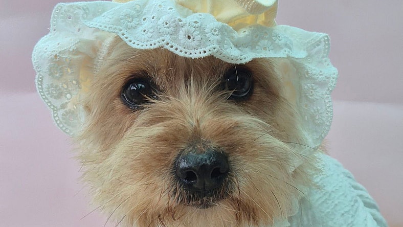 CHAEAH - Cairn Terrier