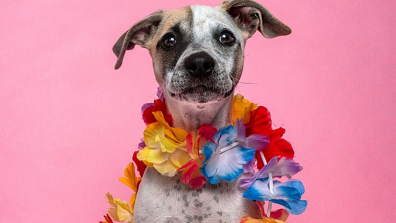 Bikini - Australian Cattle Dog/Blue Heeler