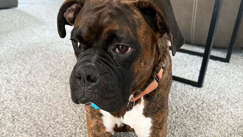 BAYLOR - Boxer
