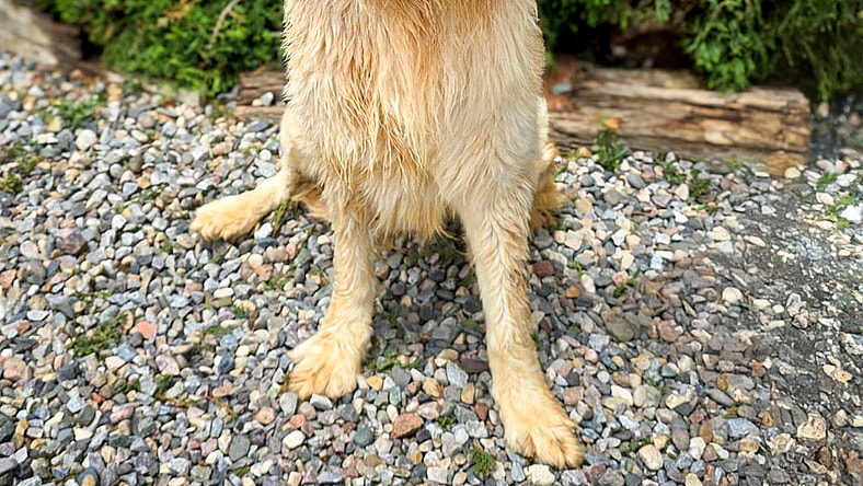 Benevolent Bernardo = Sweetie ! - Saint Bernard