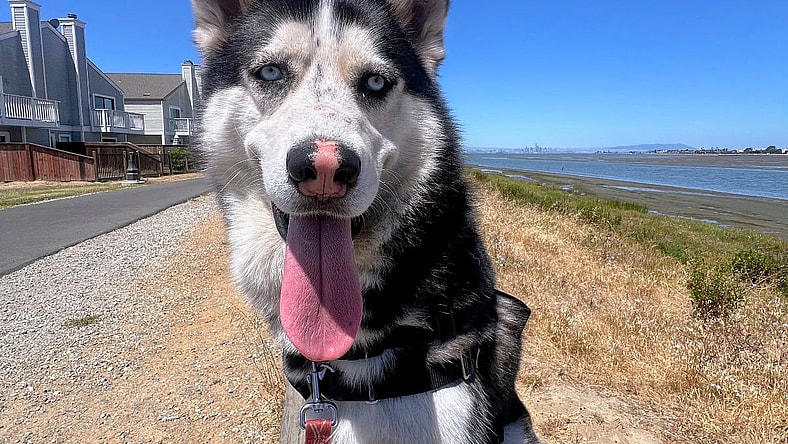Kyrie - Siberian Husky