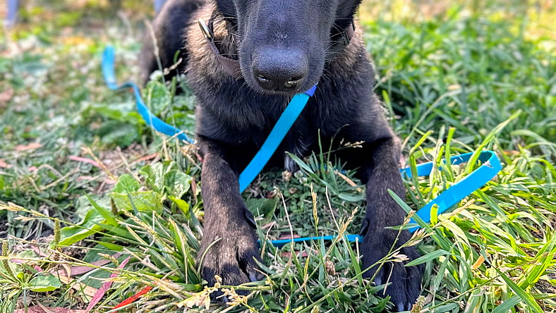 Frisee - Belgian Shepherd Malinois