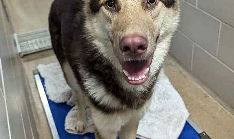 Briar - German Shepherd Dog