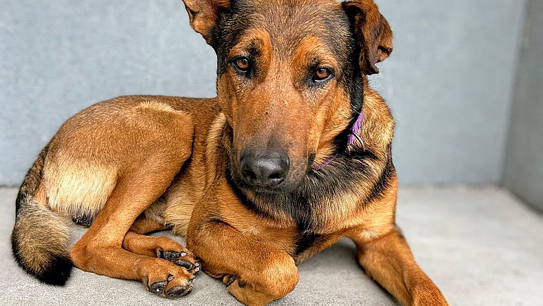 Timothee - German Shepherd Dog